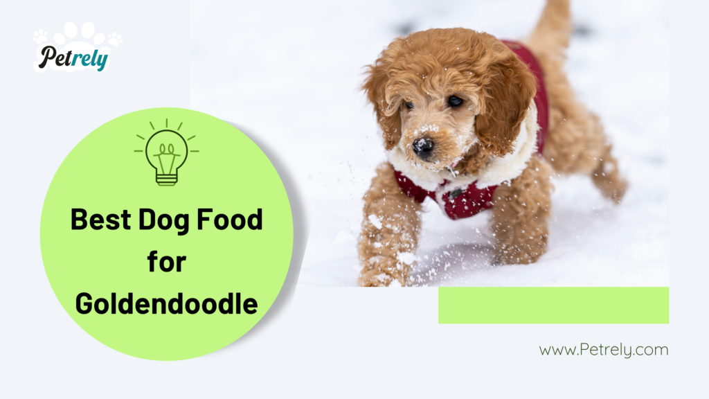 Best Goldendoodle Dog Food